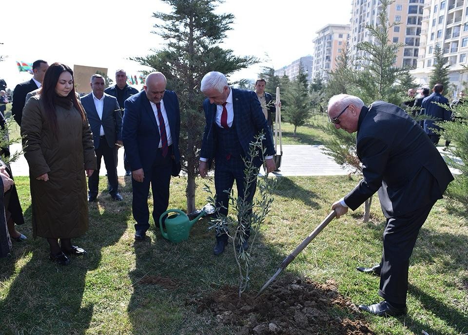 Sumqayıtda ağacəkmə aksiyası keçirildi - FOTOLAR